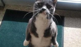 娱乐圈吃瓜猫,揭秘吃瓜猫背后的娱乐真相